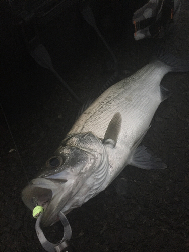 ヒラスズキの釣果