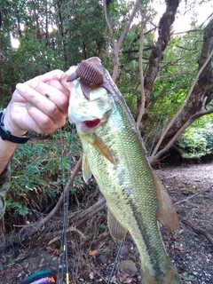 ラージマウスバスの釣果