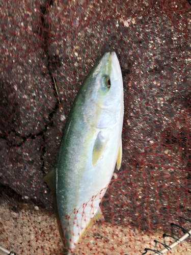 ハマチの釣果