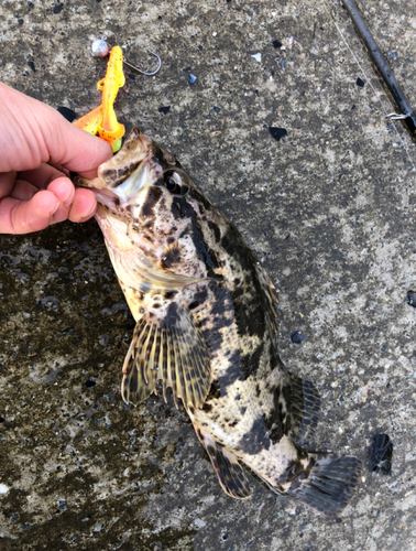 タケノコメバルの釣果