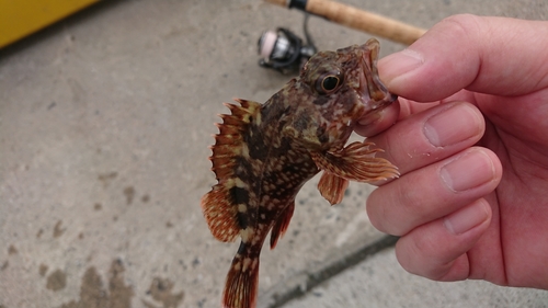 アラカブの釣果