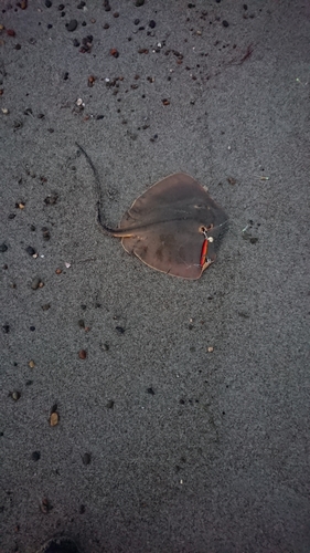 エイの釣果