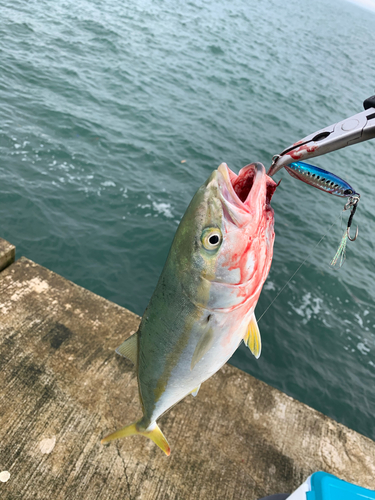 イナダの釣果