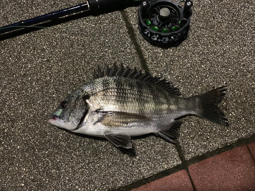 クロダイの釣果