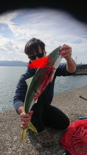 ハマチの釣果