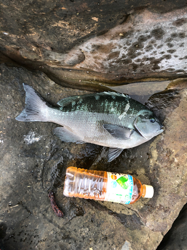 メジナの釣果