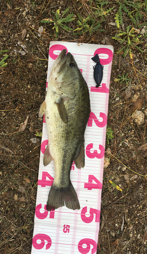 ブラックバスの釣果