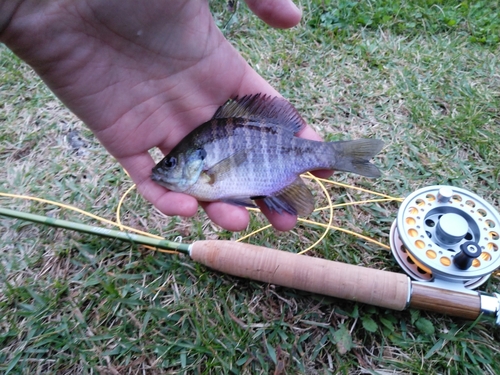 ブルーギルの釣果