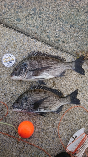 クロダイの釣果