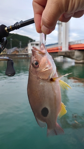 クロホシフエダイの釣果