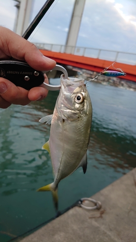 メッキの釣果