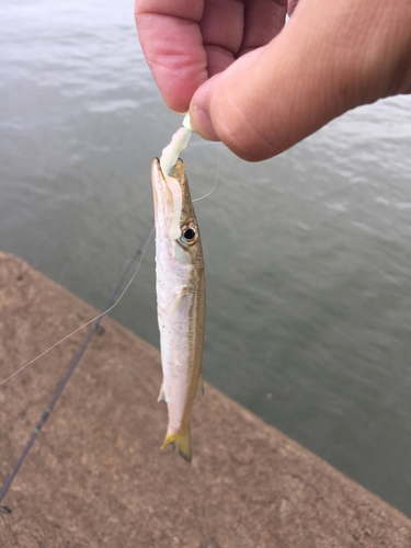 カマスの釣果