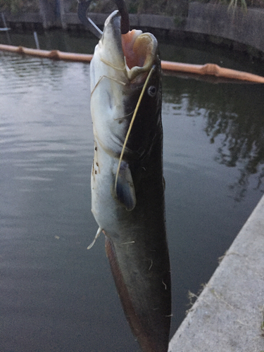 ナマズの釣果