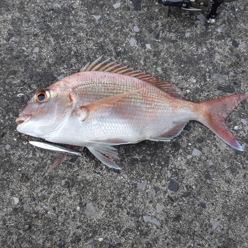 マダイの釣果