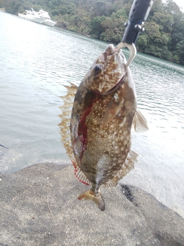 アイゴの釣果