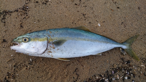 ツバスの釣果