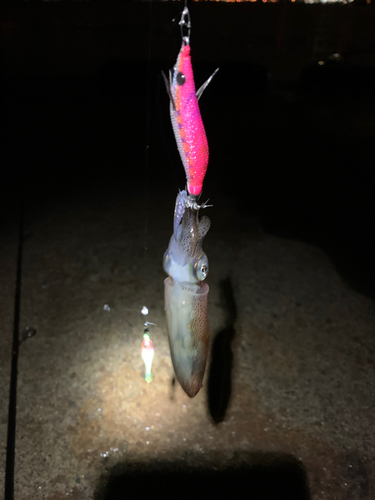 マメイカの釣果