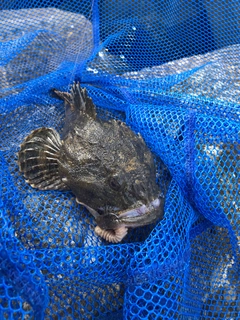 マカジカの釣果