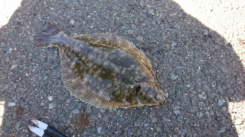 カレイの釣果