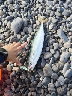 マサバの釣果