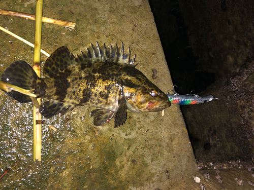 ベッコウゾイの釣果