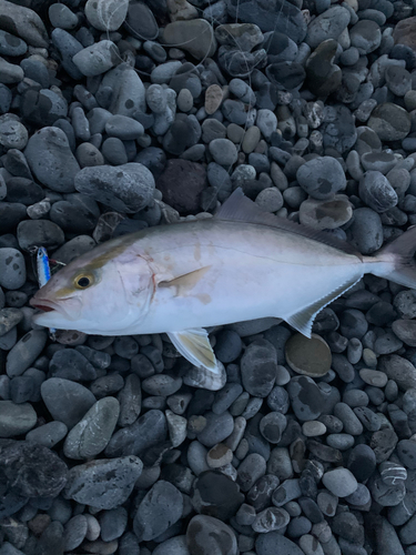 ショゴの釣果