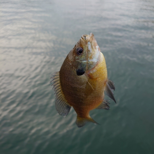 ブルーギルの釣果