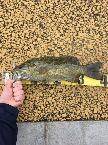 スモールマウスバスの釣果