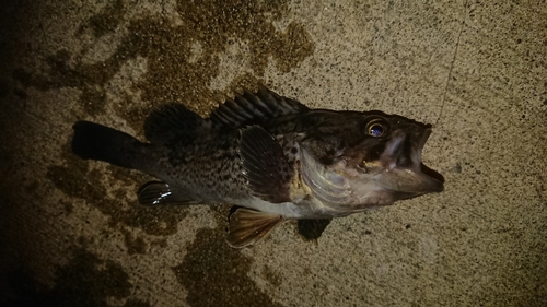 クロソイの釣果