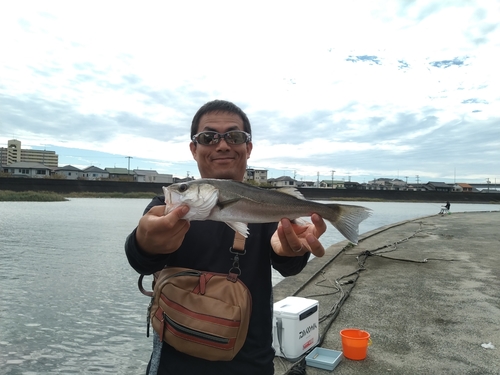 セイゴ（タイリクスズキ）の釣果