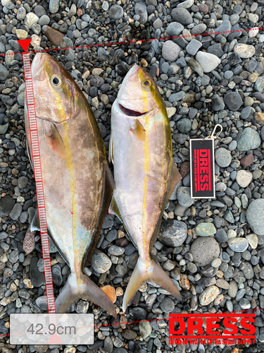 ショゴの釣果