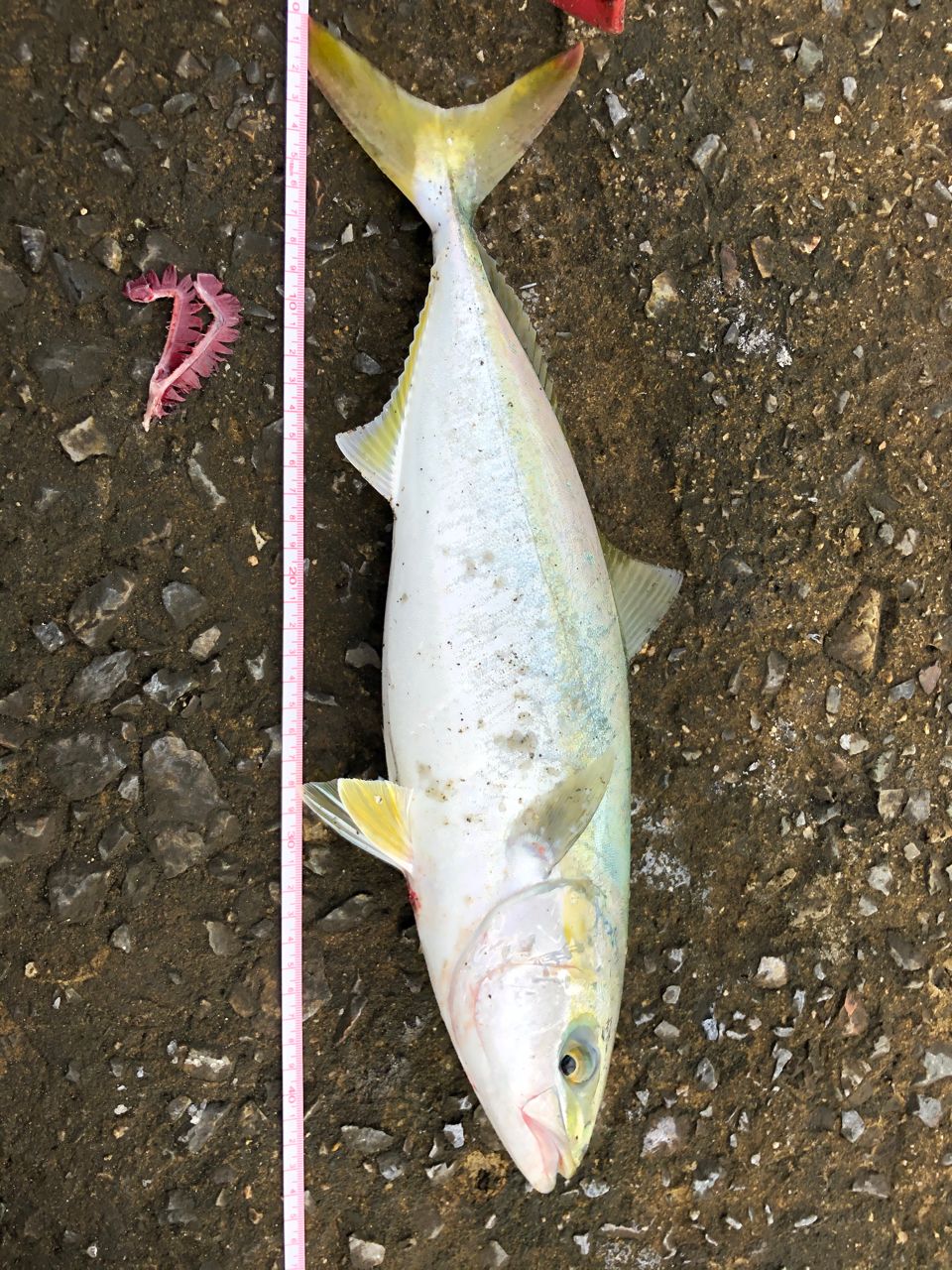 ハマチ
