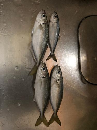 アジの釣果