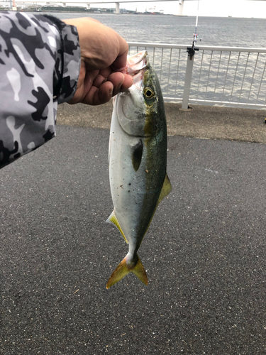 イナダの釣果