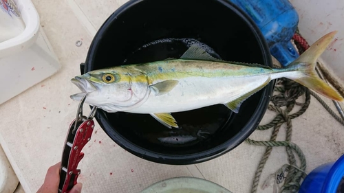 ワカシの釣果