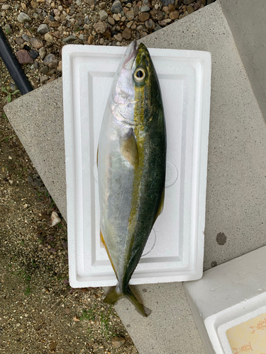 ハマチの釣果