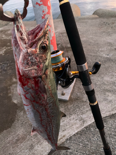 サゴシの釣果