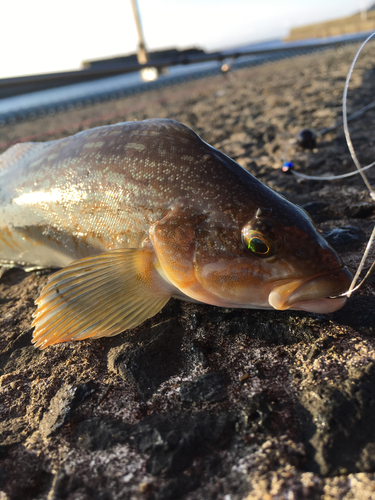 アイナメの釣果