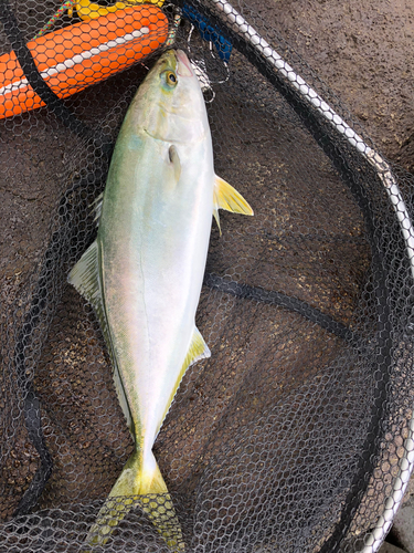 イナダの釣果