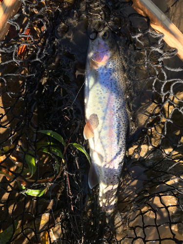 ニジマスの釣果