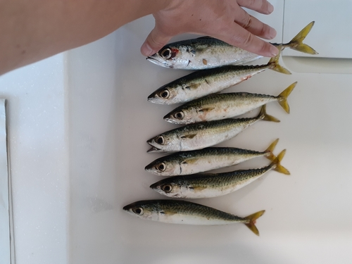 サバの釣果