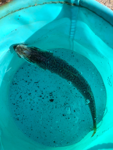 サバの釣果