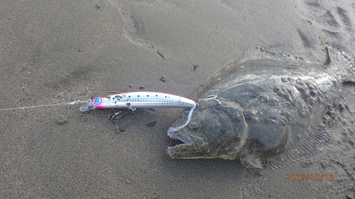 ヒラメの釣果