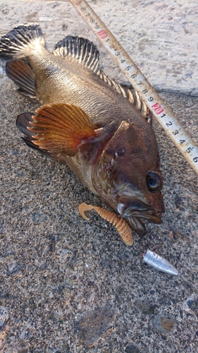 シマソイの釣果