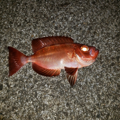 ホウセキキントキの釣果