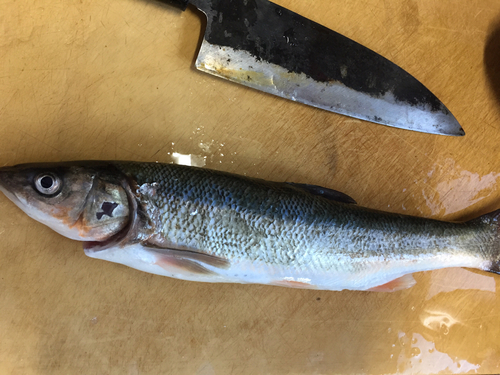 ウグイの釣果