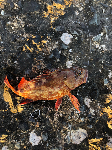 アラカブの釣果