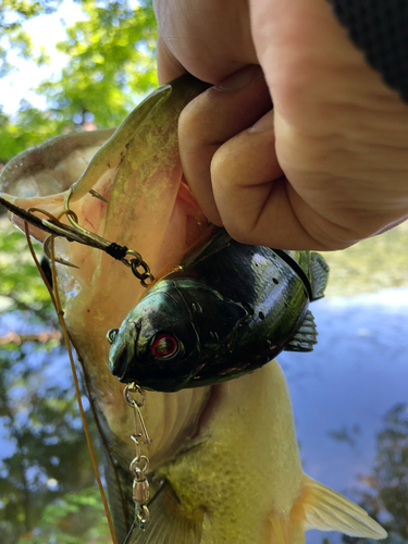 ラージマウスバスの釣果