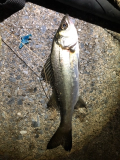 セイゴ（マルスズキ）の釣果