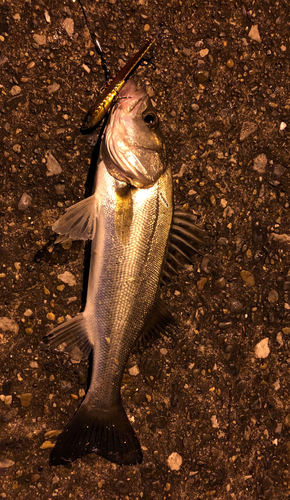 セイゴ（マルスズキ）の釣果